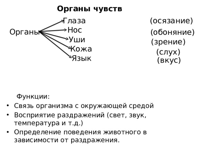 Органы чувств Глаза (осязание) Нос Органы (обоняние) Уши (зрение) Кожа (слух) Язык (вкус)  Функции: Связь организма с окружающей средой Восприятие раздражений (свет, звук, температура и т.д.) Определение поведения животного в зависимости от раздражения. 