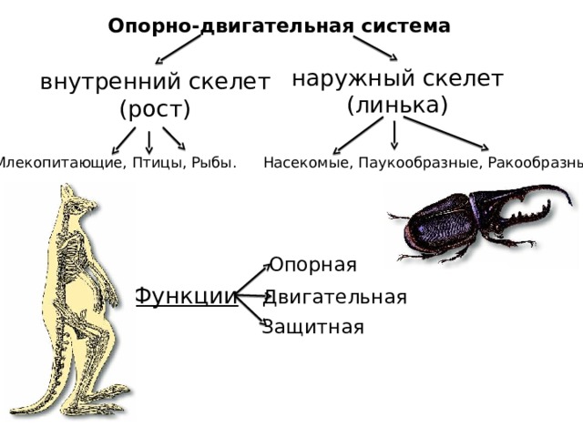 Общий признак животных представленных на рисунке наружный скелет