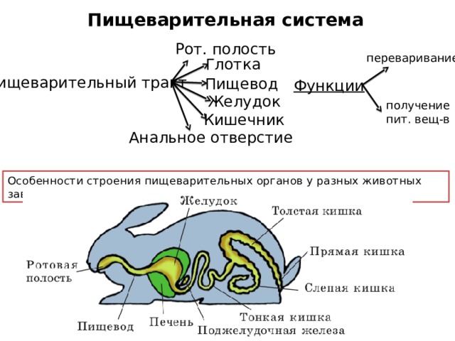 Пищеварительная система Рот. полость переваривание Глотка  Пищеварительный тракт Пищевод  Функции Желудок получение пит. вещ-в Кишечник Анальное отверстие Особенности строения пищеварительных органов у разных животных зависят от типа пищи. 