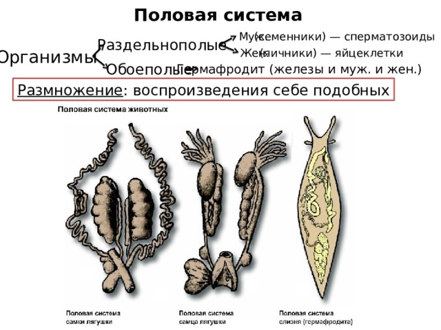 Гермафродиты это в биологии. Половая система. Половая система животных. Раздельнополые организмы. Раздельнополые животные и гермафродиты.