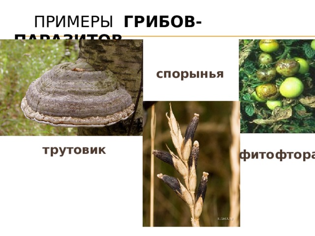  Примеры грибов-паразитов спорынья трутовик фитофтора 