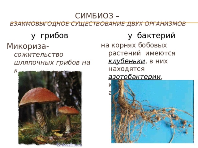  Симбиоз –   взаимовыгодное существование двух организмов  у грибов  у бактерий Микориза-  сожительство шляпочных грибов на корнях деревьев на корнях бобовых растений имеются клубеньки , в них находятся азотобактерии , которые усваивают азот из атмосферы. 