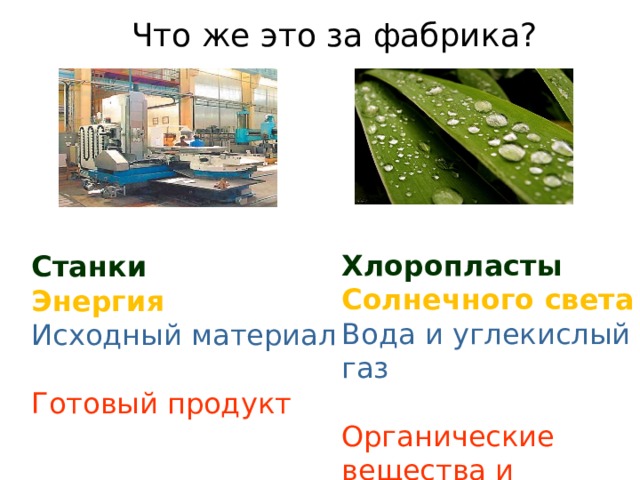 Что же это за фабрика? Хлоропласты Солнечного света Вода и углекислый газ Органические вещества и кислород Станки Энергия Исходный материал Готовый продукт 