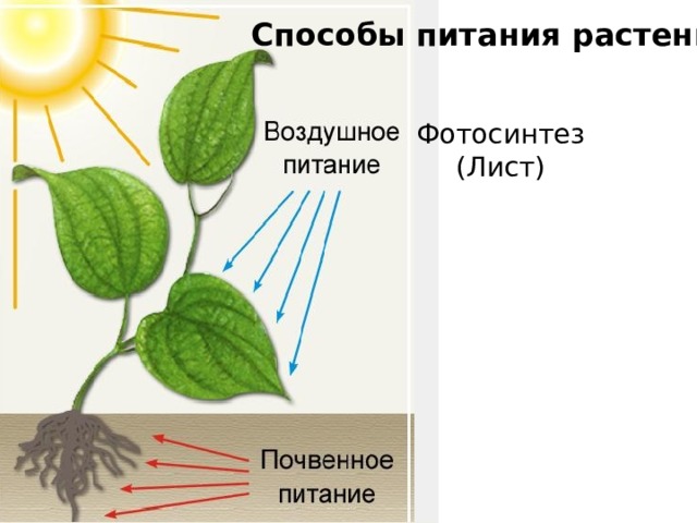 Питание это в биологии. Питание растений. Воздушное питание растений. Воздушное и почвенное питание. Процесс питания растений.