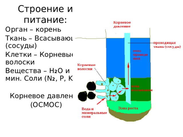 Каким образом вода попадает в корневые волоски. Осмос в корнях. Корневой волосок осмос. Осмос в корнях растений. Осмос дерево.