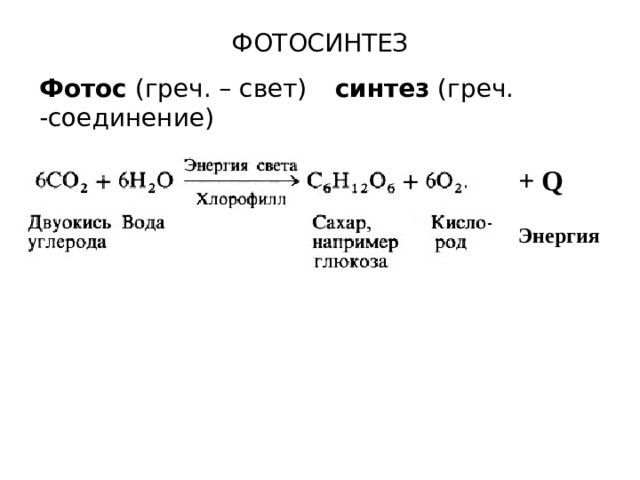 ФОТОСИНТЕЗ Фотос (греч. – свет)   синтез (греч. -соединение) + Q  Энергия 