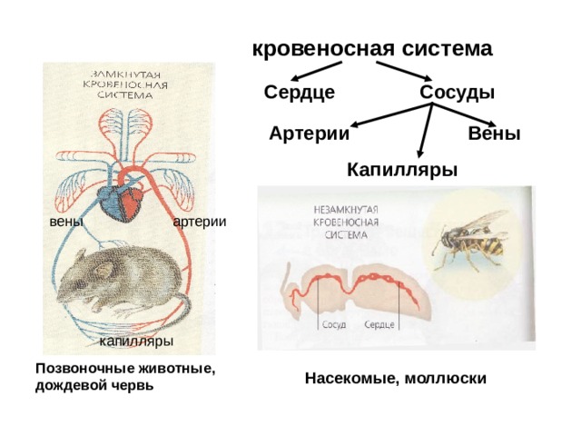 кровеносная система Сердце Сосуды Артерии Вены Капилляры вены артерии капилляры Позвоночные животные, дождевой червь Насекомые, моллюски  