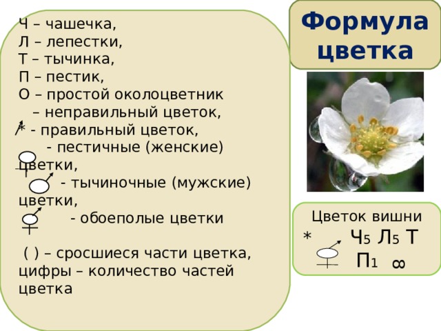 Формула  цветка 8 Ч – чашечка, Л – лепестки, Т – тычинка, П – пестик, О – простой околоцветник – неправильный цветок, * - правильный цветок,  - пестичные (женские) цветки,  - тычиночные (мужские) цветки,  - обоеполые цветки    ( ) – сросшиеся части цветка, цифры – количество частей цветка   Цветок вишни * Ч 5 Л 5 Т П 1 