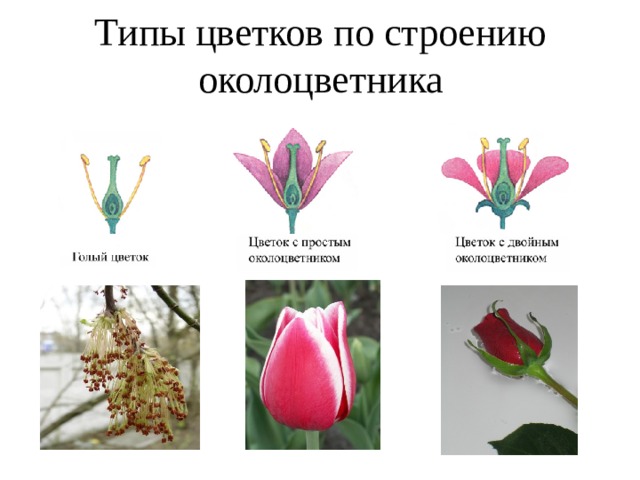Типы цветков по строению околоцветника 