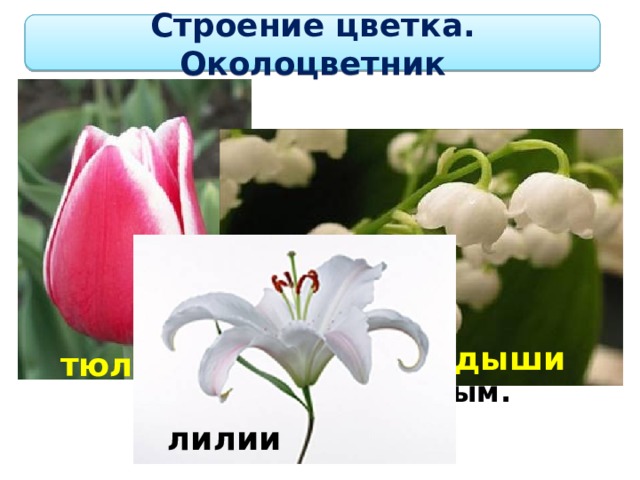 Строение цветка. Околоцветник Если околоцветник состоит только из чашечки, то такой околоцветник называют простым.  ландыши тюльпан лилии 