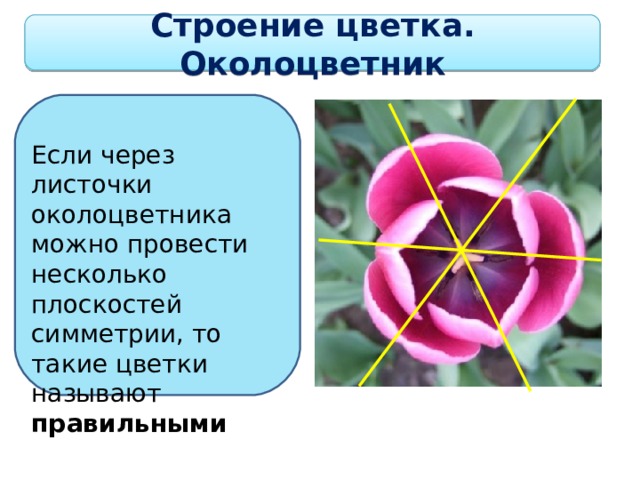 Строение цветка. Околоцветник Если через листочки околоцветника можно провести несколько плоскостей симметрии, то такие цветки называют правильными  