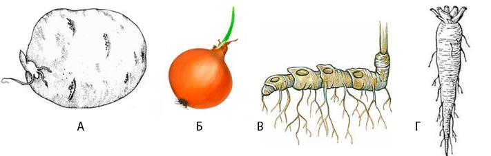 Выбери картинки на которых изображены подземные видоизмененные побеги