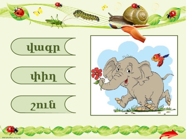 վագր փիղ շուն 