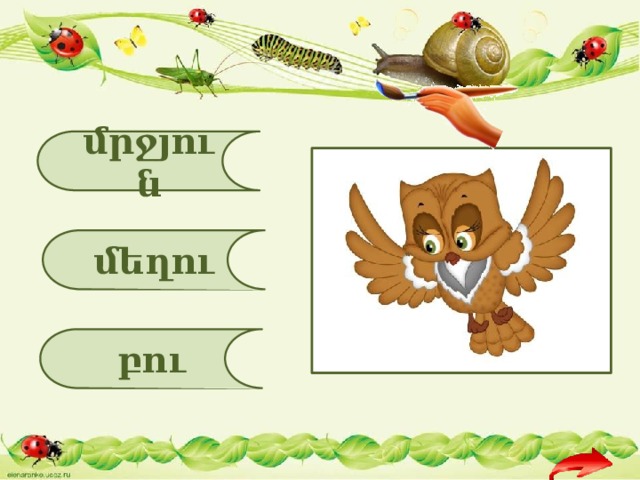մրջյուն մեղու բու 