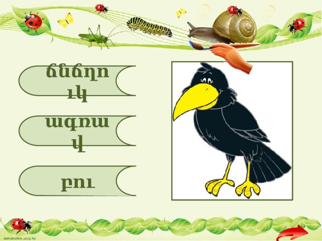 ճնճղուկ ագռավ բու 