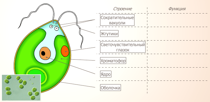 Модель одноклеточной водоросли хламидомонады. Одноклеточная водоросль хламидомонада. Функции органов хламидомонады таблица. Строение одноклеточных водорослей 7 класс биология.