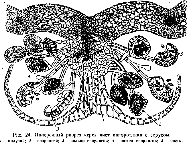 Схема строения корневища орляка