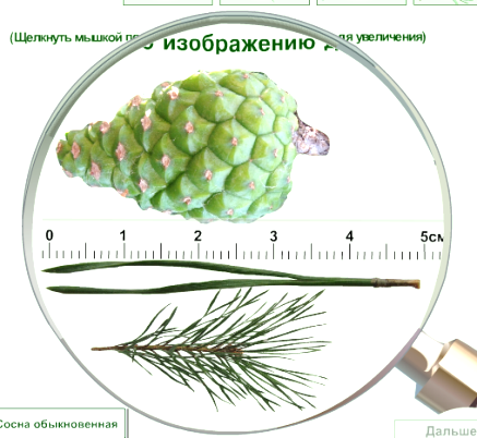Лабораторная работа голосеменные растения 7 класс. Строение Хвойной иголки. Лиственница строение хвои и шишки. Строение хвоинки сосны обыкновенной. Толщина обыкновенный шишки сосны.