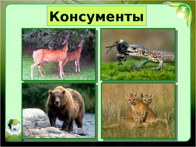 Консументы 