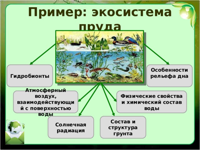 Пример: экосистема пруда Гидробионты Особенности рельефа дна Атмосферный воздух, взаимодействующий с поверхностью воды Физические свойства и химический состав воды Солнечная радиация Состав и структура грунта 