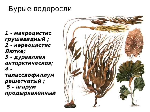 Бурые водоросли 1 - макроцистис грушевидный ; 2 - нереоцистис Лютке; 3 - дурвиллея антарктическая; 4 - талассиофиллум решетчатый ;  5 - агарум продырявленный  