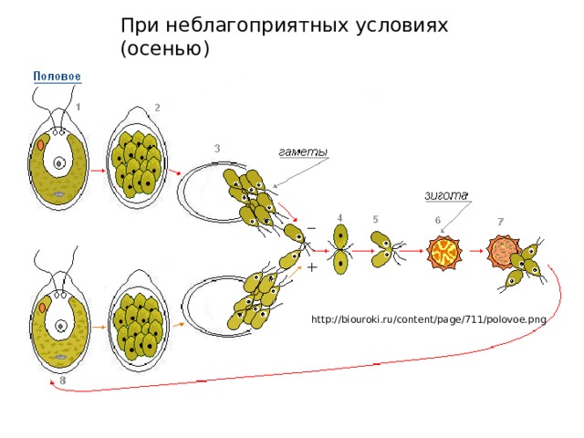 При неблагоприятных условиях (осенью) http://biouroki.ru/content/page/711/polovoe.png 