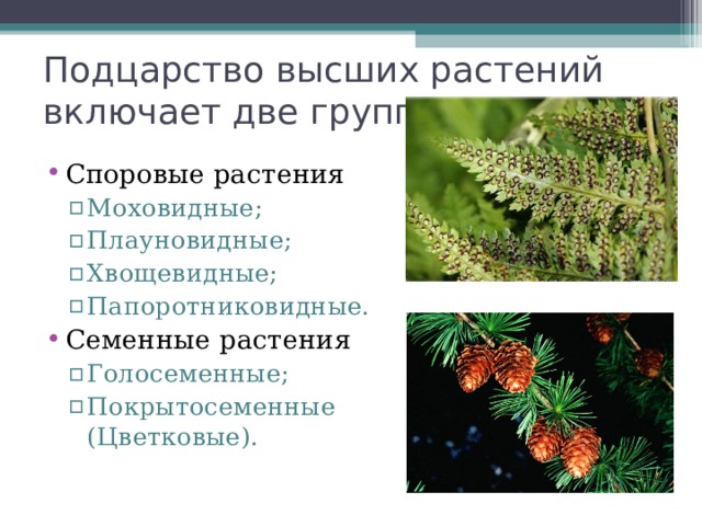 Чем строение голосеменных от папоротников. Низшие высшие споровые семенные растения. Подцарство высшие растения споровые семенные. Высшие споровые растения и семенные растения. Голосеменные высшие споровые растения.