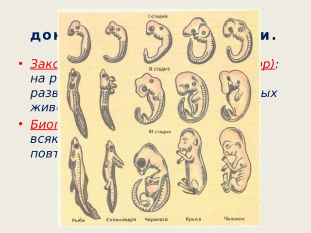 Эмбриологические доказательства эволюции. Закон зародышевого сходства (К.Бэр) : на ранних этапах эмбрионального развития зародыши всех позвоночных животных сходны между собой. Биогенетический закон – онтогенез всякого организма есть краткое повторение филогенеза. 