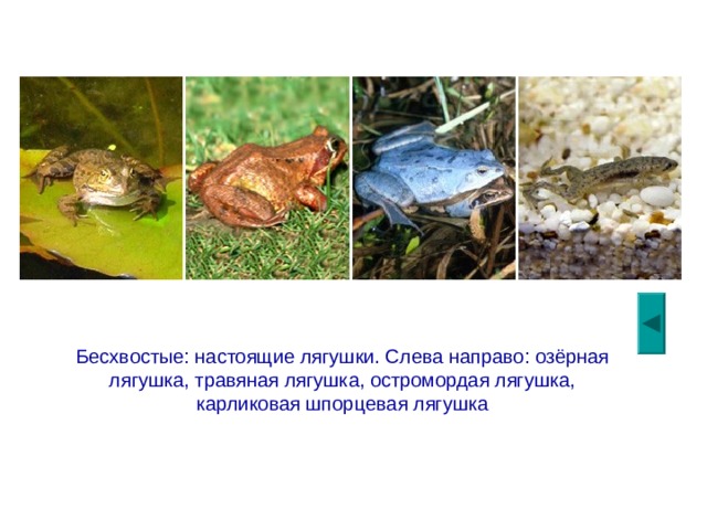 Бесхвостые: настоящие лягушки. Слева направо: озёрная лягушка, травяная лягушка, остромордая лягушка, карликовая шпорцевая лягушка 
