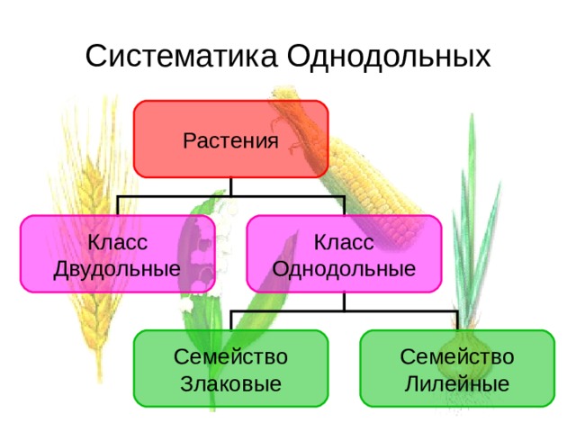 Презентация семейство злаковые биология 6 класс