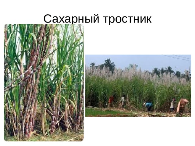 Сахарный тростник 