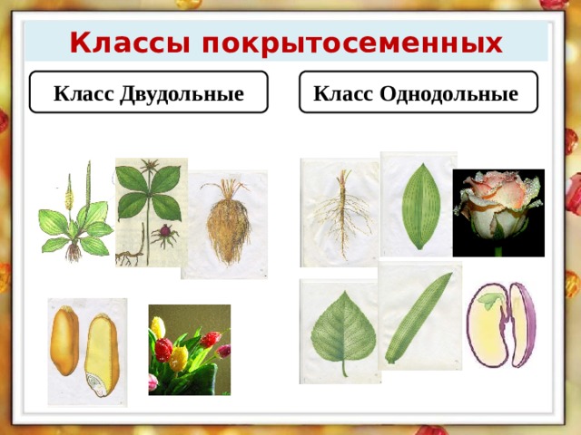 Три примера однодольные и двудольные. Двудольные цветковые растения. Классы однодольных и двудольных растений. Цветковые растения Однодольные и двудольные. Покрытосеменные растения класс Однодольные.