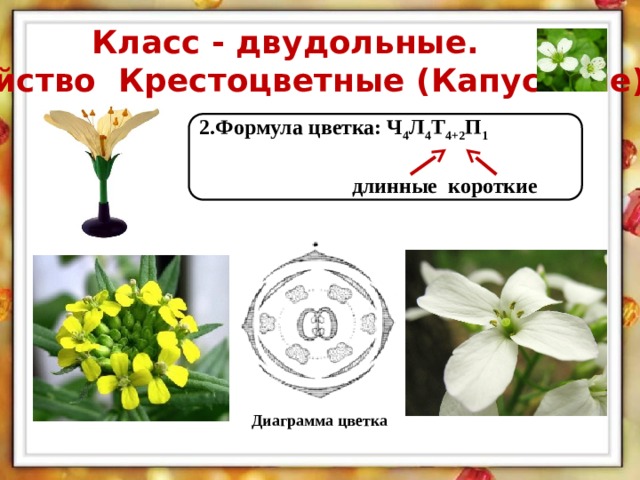 Крестоцветные растения околоцветник. Формула цветка ч4л4т2+4п1 семейство. Формула цветка крестоцветных растений. Семейство крестоцветные диаграмма и формула.