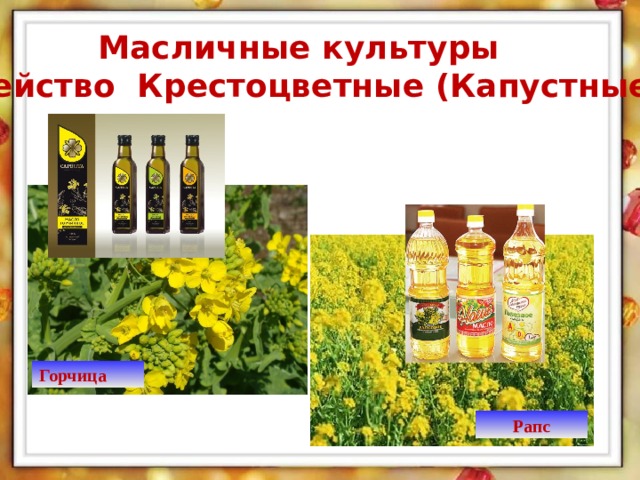 Масличные культуры Семейство Крестоцветные (Капустные). Горчица Рапс  