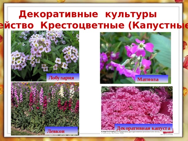 Декоративные крестоцветные растения фото и названия