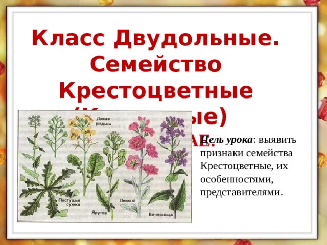 Класс Двудольные. Семейство Крестоцветные (Капустные)  CRUCIFERAE.  Цель урока : выявить признаки семейства Крестоцветные, их особенностями, представителями. 