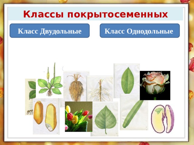 Тест класс однодольные 7 класс. Двудольные цветковые растения. Однодольные цветковые растения. Семейства цветковых растений Однодольные. Покрытосеменные Однодольные и двудольные.
