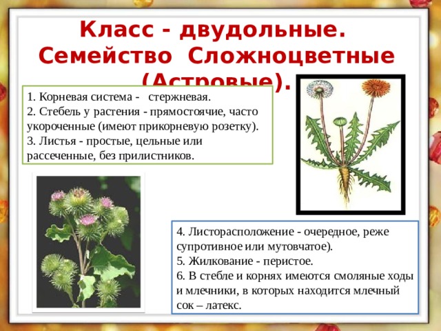 Признаки семейства сложноцветные. Корень сложноцветных. Семейство Сложноцветные стебель. Семейство Сложноцветные листья. Семейство Сложноцветные корневая система.