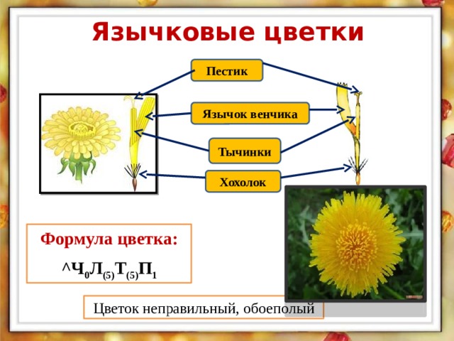 Строение цветка одуванчика схема