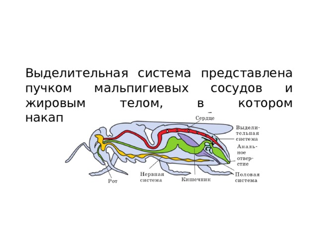 Система насекомых представлена