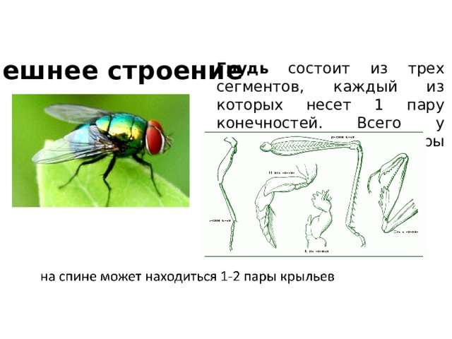 Три пары ног у. Пары конечностей у насекомых. Три пары ног у насекомых. Насекомые конечности три пары ног. Конечности насекомых прикрепляются к сегментам.