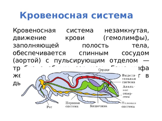 У каких беспозвоночных животных замкнутая кровеносная система. Кровеносная система насекомых замкнутая незамкнутая. Кровеносная система членистоногих. Класс насекомые кровеносная система. Незамкнутая кровеносная система у членистоногих.