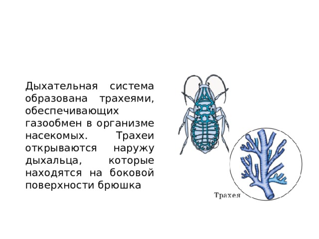 Дыхательная система насекомых рисунок