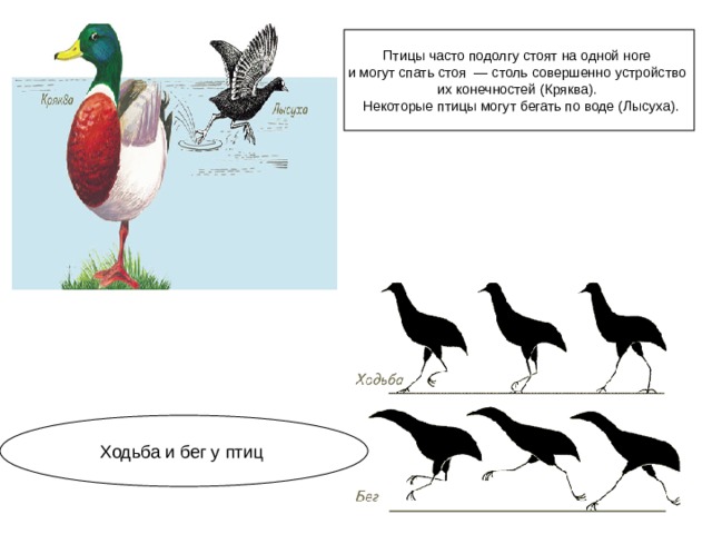 Птицы часто подолгу стоят на одной ноге и могут спать стоя  — столь совершенно устройство их конечностей (Кряква).  Некоторые птицы могут бегать по воде (Лысуха).  Ходьба и бег у птиц  