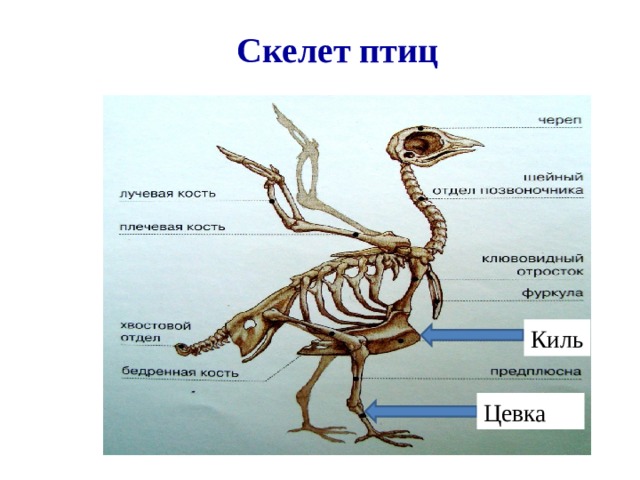 Скелет птиц Киль Цевка 