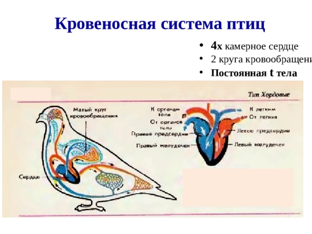 Кровеносная система птиц 4 х камерное сердце 2 круга кровообращения Постоянная t тела 