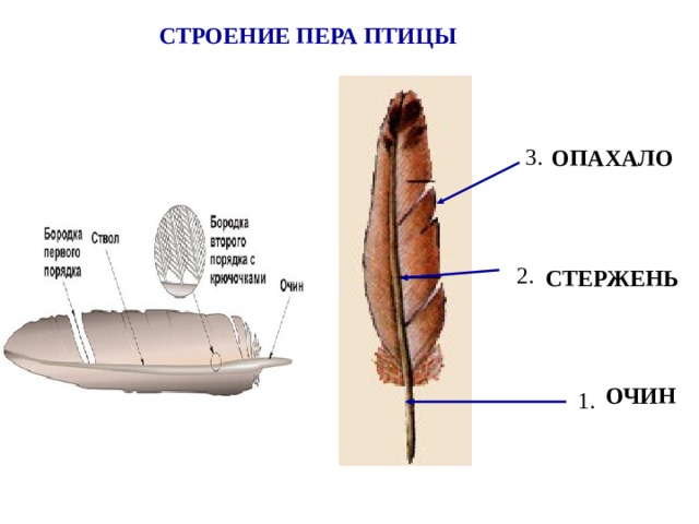 Перья образуют