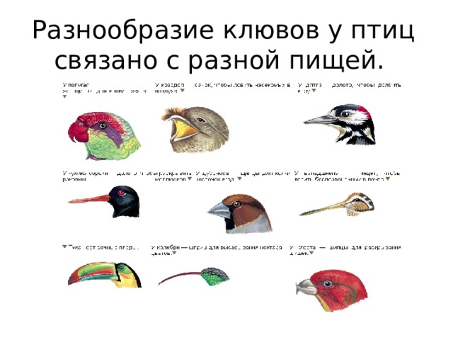 Разнообразие клювов у птиц связано с разной пищей. 