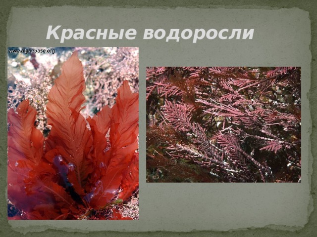 Красные водоросли 
