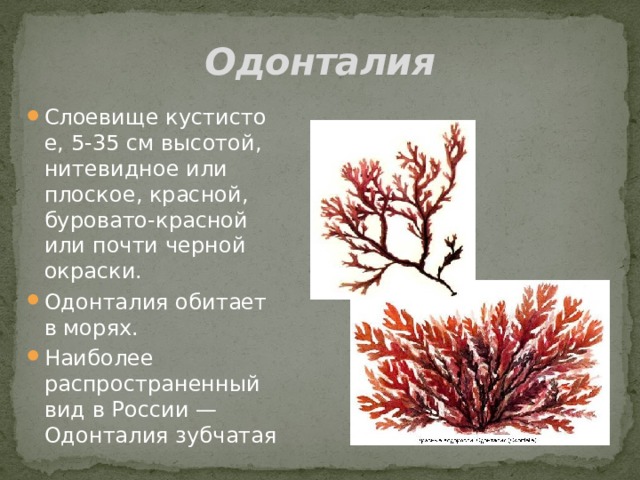 Одонталия Слоевище кустистое, 5-35 см высотой, нитевидное или плоское, красной, буровато-красной или почти черной окраски. Одонталия обитает в морях. Наиболее распространенный вид в России — Одонталия зубчатая 